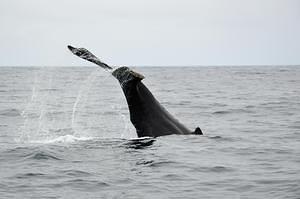 Humpback Whale tailfin